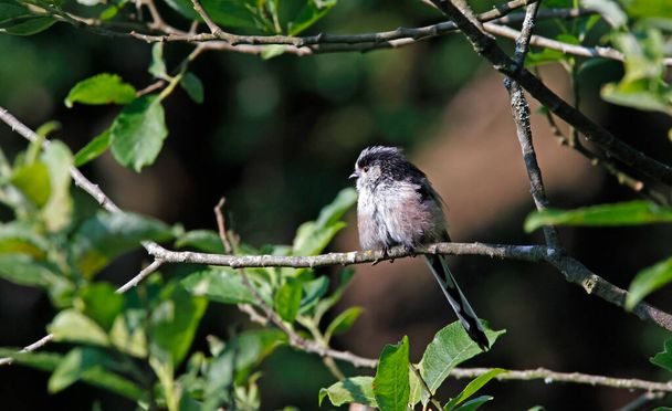 Long tailed tits preening in a tree - Photo, Image