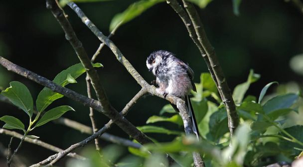 Long tailed tits preening in a tree - Foto, Bild
