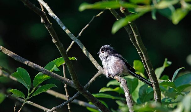 Long tailed tits preening in a tree - Photo, Image