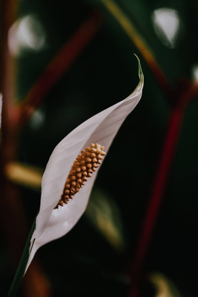 A vertical shot of peace lily in the garden - Фото, зображення