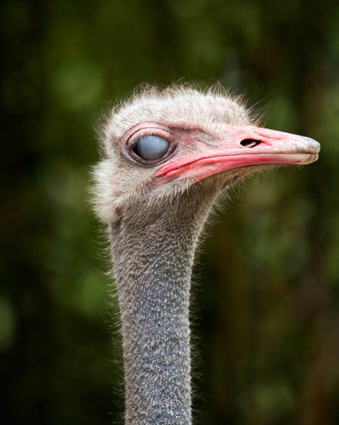 A vertical closeup shot of an ostrich in a forest during the day - Fotografie, Obrázek