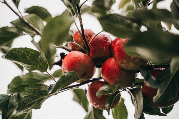 A selective focus shot of ripening apples on the tree - Fotó, kép