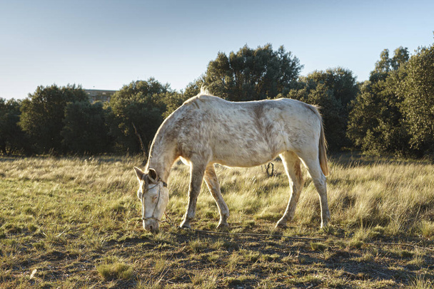 white mare with brown spots grazing in a field - Φωτογραφία, εικόνα
