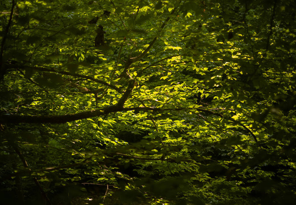 A tree with branches of green leaves in the sun - Foto, afbeelding