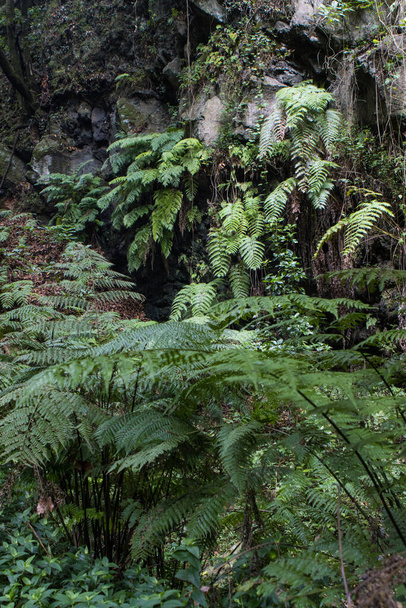 Green fern forest in the island of la palma cubo de la galga path - Photo, image