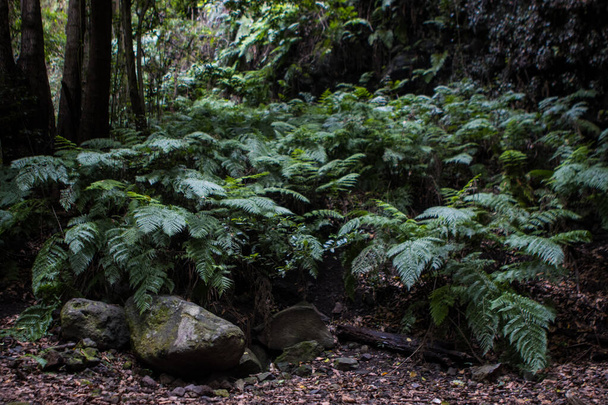 Green fern forest in the island of la palma cubo de la galga path - Photo, Image