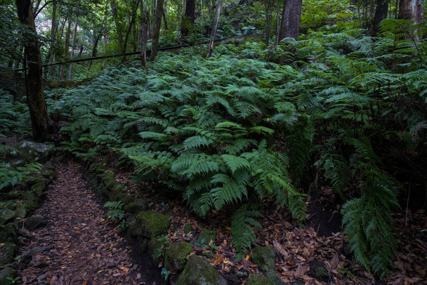 Green fern forest in the island of la palma cubo de la galga path - Photo, image