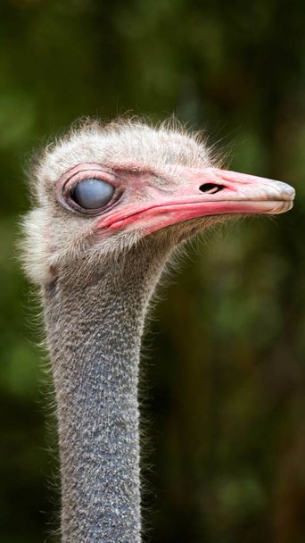A vertical closeup shot of an ostrich in a forest during the day - Fotoğraf, Görsel