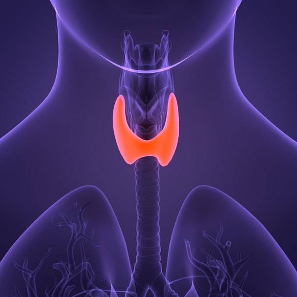 ヒトの体は甲状腺の解剖学的構造を持つ。3D - 写真・画像