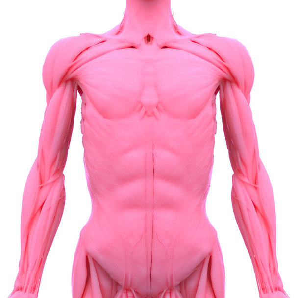 Ihmiskehon lihakset Anatomia. 3D - Valokuva, kuva