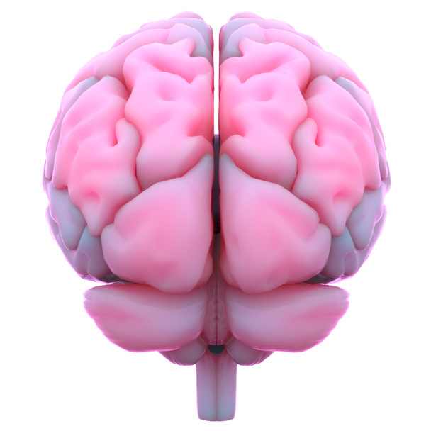 Anatomie cérébrale du système nerveux central humain. 3D
 - Photo, image
