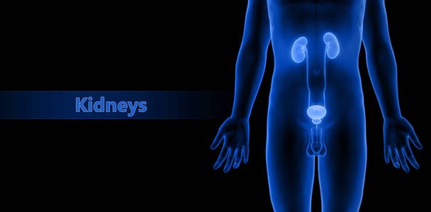 Système urinaire humain Reins avec anatomie de la vessie. 3D - Photo, image
