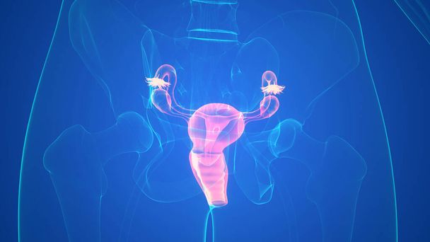 Női reproduktív rendszer idegrendszeri anatómiával. 3D - Fotó, kép