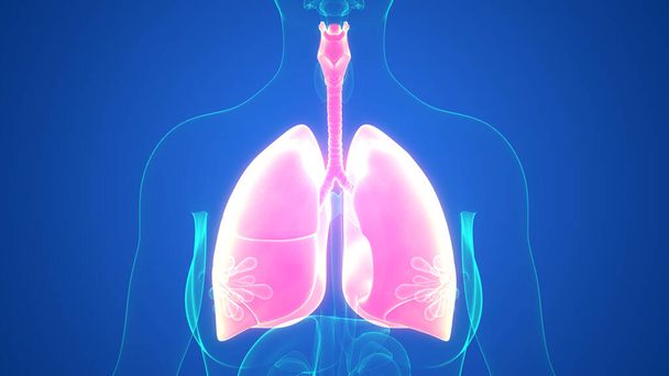 Anatomie plic lidského dýchacího ústrojí. 3D - Fotografie, Obrázek