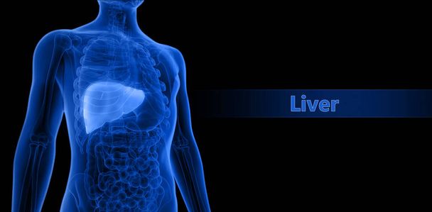 ヒトの内臓肝解剖学。3D - 写真・画像