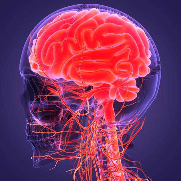 Órgano Central del Sistema Nervioso Humano Anatomía Cerebral. 3D - Foto, imagen