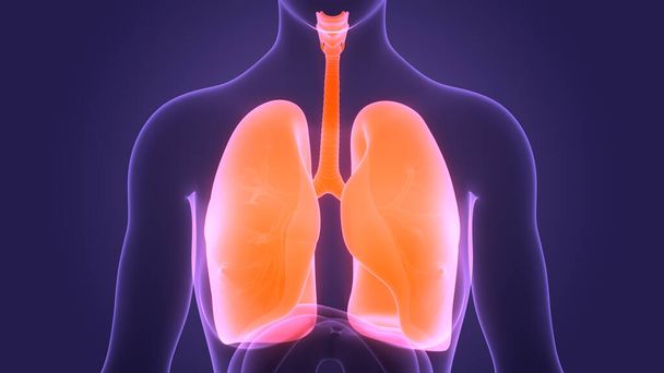 人間の呼吸器系の肺の解剖学。3D - 写真・画像