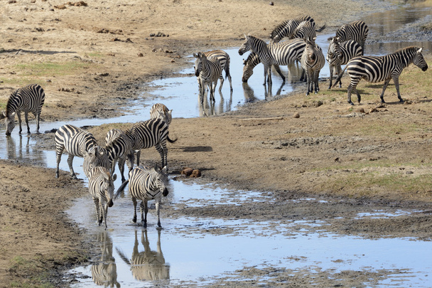 Zebra stádo - Fotografie, Obrázek