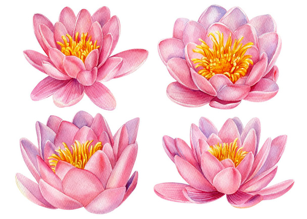 Акварельні реалістичні ілюстрації квітів лотоса ізольовані на білому тлі. Дизайн шпалер, принтів, запрошень. Високоякісна ілюстрація
 - Фото, зображення