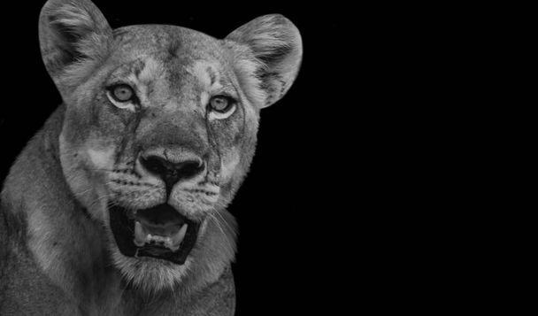 Gevaarlijke vrouwelijke leeuw brullen in de zwarte achtergrond - Foto, afbeelding