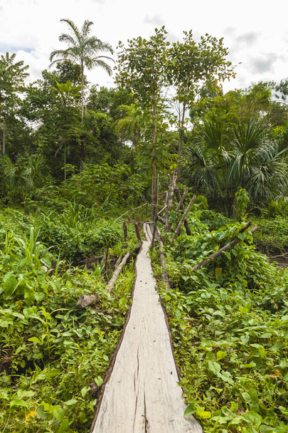 Een kleine houten brug steekt een overstroomd gebied over, in de buurt van de rivier Madre de Dios, in de Amazone jungle, Manu National Park - Foto, afbeelding