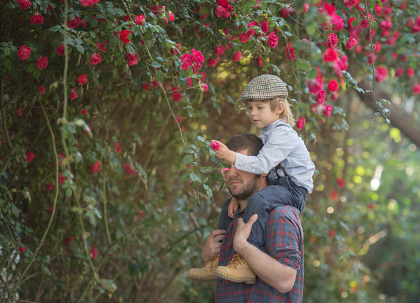 the boy is sitting on dad's shoulders, they are looking at red roses in the garden - Foto, imagen
