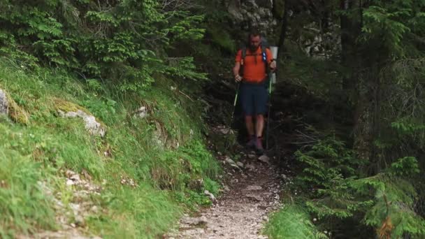 Een eenzame wandelaar wandelt in het diepe bos in de berg met zware rugzak in de zomer - Video