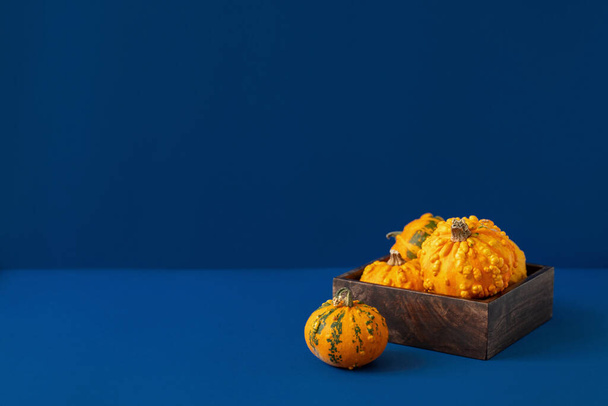 Bright orange pumpkins in wooden box on deep blue background. Small decorative pumpkin. Autumn harvest concept. Halloween or Thanksgiving celebration. Dark still life photo. Front view, copy space - Foto, Imagem