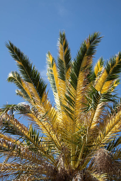 Liście jednobarwnej dwubarwnej palmy kanaryjskiej - Zdjęcie, obraz