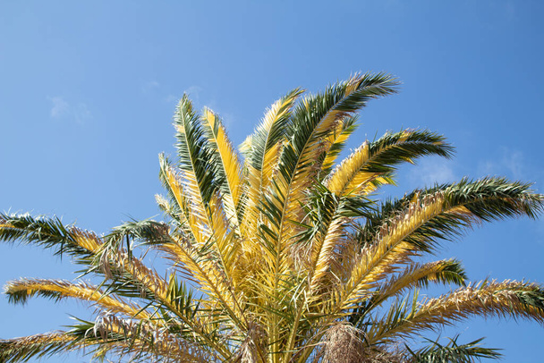 Foglie di una palma canaria bicolore unica - Foto, immagini