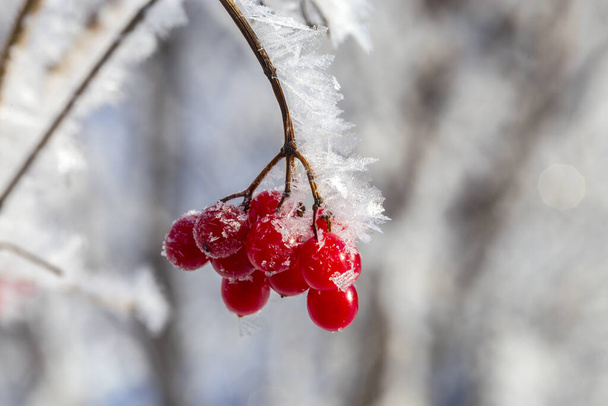 Red berries of viburnum with hoarfrost on the branches . - Фото, изображение