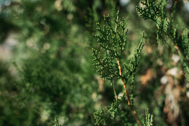 Thuja occidentalis green Christmas xmas branch background. Thuja plicata, Western Red Cedar. . Green Thuja occidentalis Columna texture. Evergreen coniferous tree, Chinese thuja. Selective focus - Foto, afbeelding