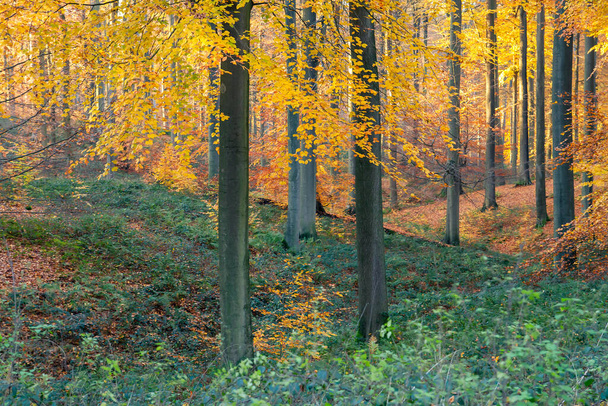 Old-growth stand of beech trees (Fagus sylvatica) in the autumnal forest - Φωτογραφία, εικόνα