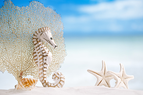 Seahorse with white starfish - Photo, Image