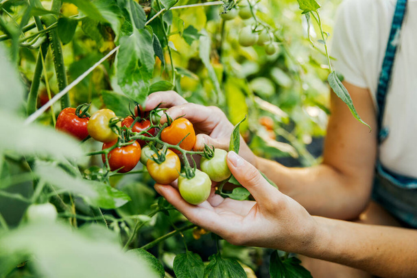 Un granjero guarda tomates frescos. Alimentación, hortalizas, agricultura - Foto, imagen