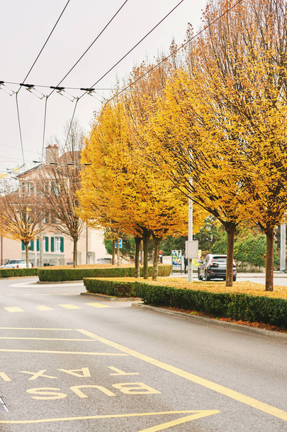 Jesień w mieście, droga do taksówki i autobusu, aleja z jesiennymi drzewami - Zdjęcie, obraz