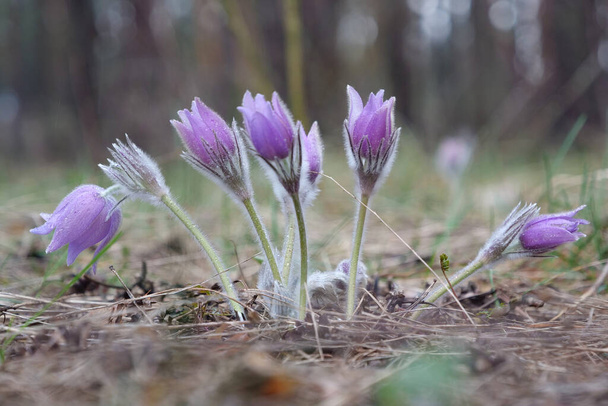 Flores púrpuras en el bosque, Pulsatilla patens pasque flower or prairie crocus - Foto, Imagen