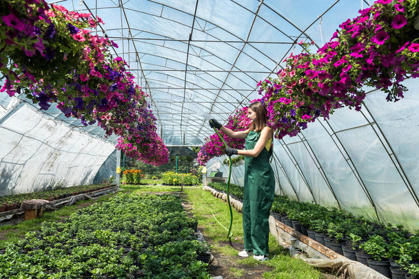 ευτυχισμένος ιδιοκτήτης μιας ανθοκομικής φάρμας ποτίζει και φροντίζει τα λουλούδια. Καθημερινή σκληρή δουλειά για τους παραγωγούς λουλουδιών στο θερμοκήπιο - Φωτογραφία, εικόνα
