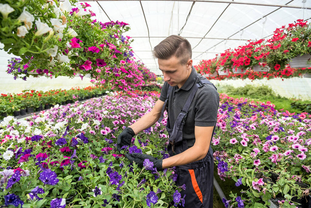 Άνδρας ανθοπώλης που εργάζεται με ανθισμένα λουλούδια και άλλα φυτά στο θερμοκήπιο. Βοτανική - Φωτογραφία, εικόνα
