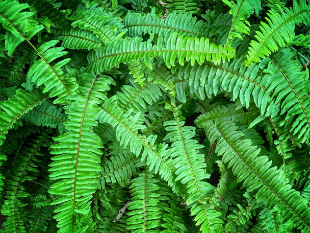 完璧な自然なシダのパターン。若い緑のシダの葉で作られた美しい背景。ケールの色. - 写真・画像