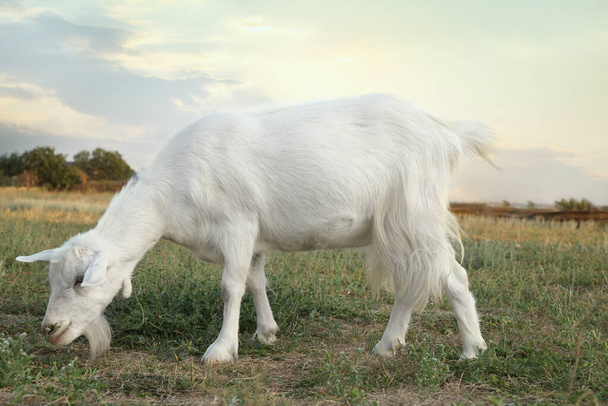 Cute white goat on pasture. Animal husbandry - Foto, Imagen