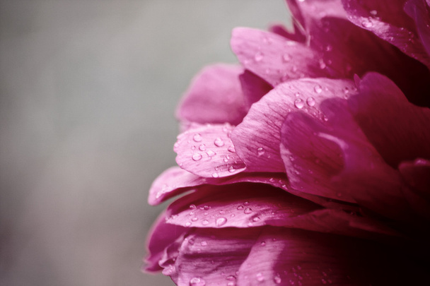 Пионский цветок
 - Фото, изображение