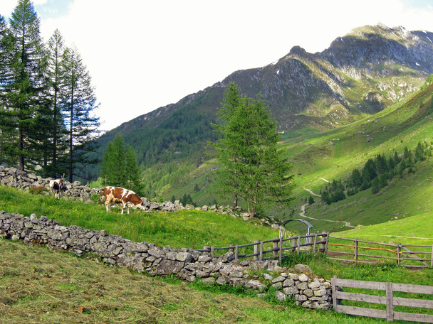 Pradera alpina
  - Foto, imagen