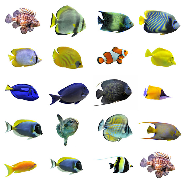 Grupo de peces
 - Foto, imagen