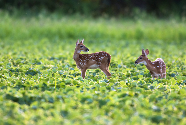 Whitetailed deer fawns - Foto, afbeelding