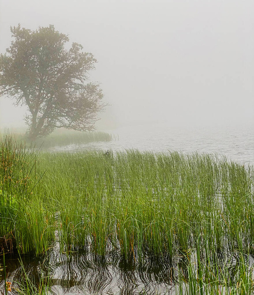 brouillard matinal sur le lac Servières, auvergne, herbes et arbres près de l'eau - Photo, image