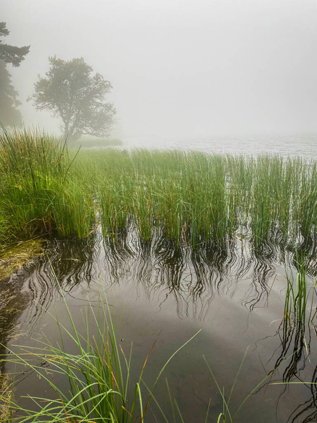 névoa da manhã no lago Servieres, auvergne, gramíneas e árvore perto da água - Foto, Imagem