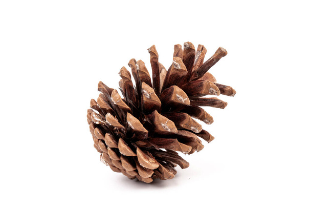 Christmas pine cone isolated on white background. - Photo, Image