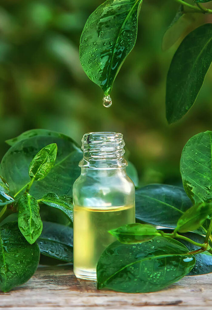 Bottled tea tree essential oil. Selective focus. Nature. - Fotografie, Obrázek