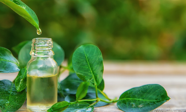 Bottled tea tree essential oil. Selective focus. Nature. - 写真・画像
